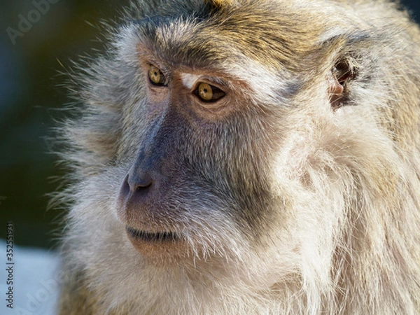 Obraz Macaque Close-up