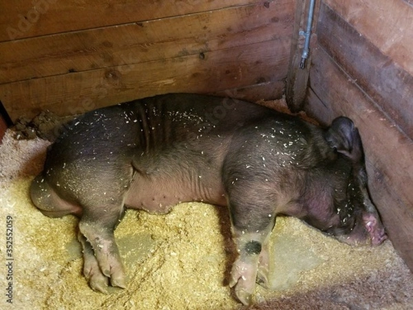 Obraz pigs in a farm