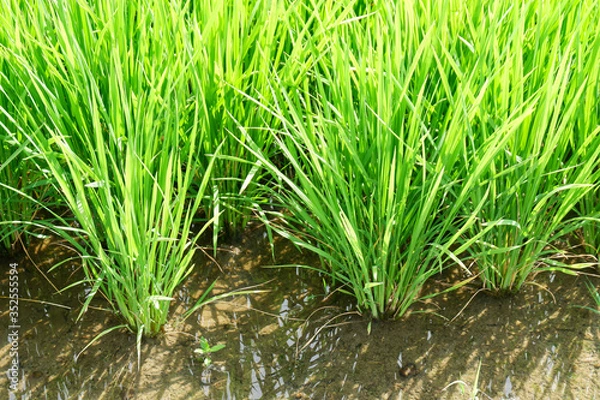 Fototapeta 田んぼの稲