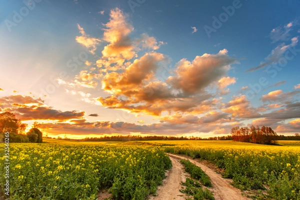 Fototapeta Spring colorful cloud sunset over colza field. Rural dirt road
