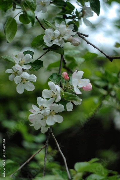 Fototapeta apple tree blossom