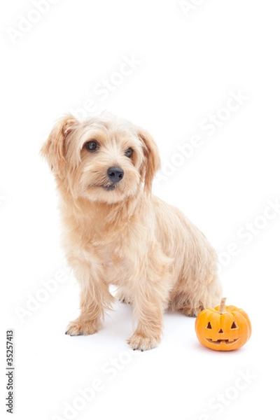 Obraz ハロウィンのノーフォークテリア