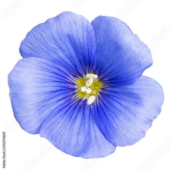 Obraz Flax blue flower isolated on white background