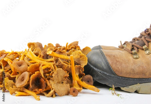 Obraz Funnel Chanterelle