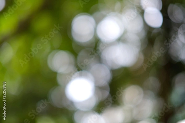 Fototapeta Blur of bottom view of tree branches and tree leaves in daytime.