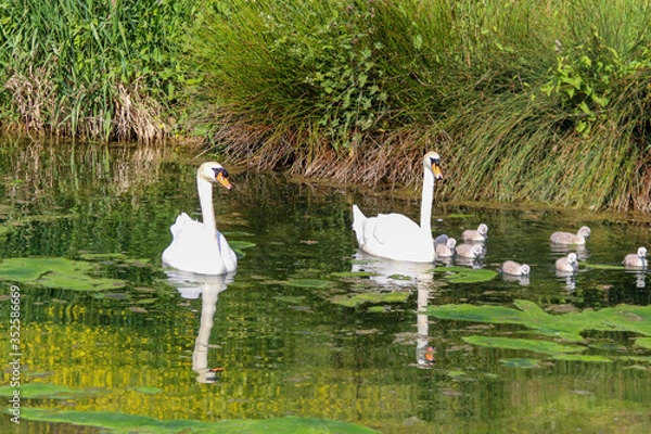 Obraz Mute Swans in the Frontenpark (english Frontenpark) taking care of and the offspring as it is spring  and breeding season for mother nature in Maastricht