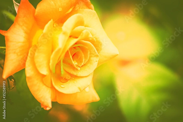 Obraz yellow rose