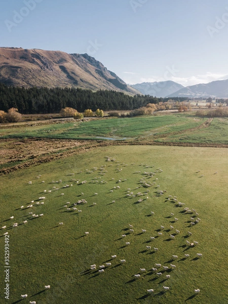 Fototapeta Sheep in green grass field in rural of New Zealand