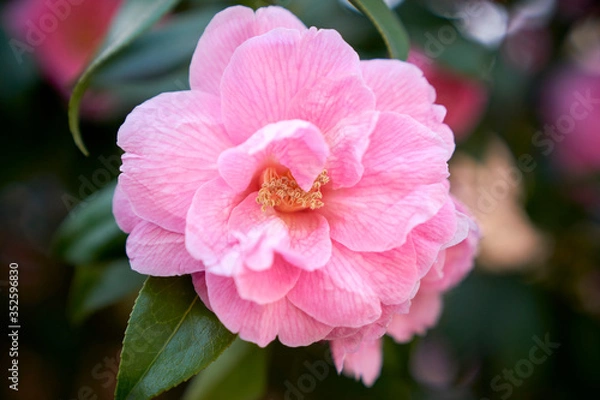 Obraz Flower in macro photo