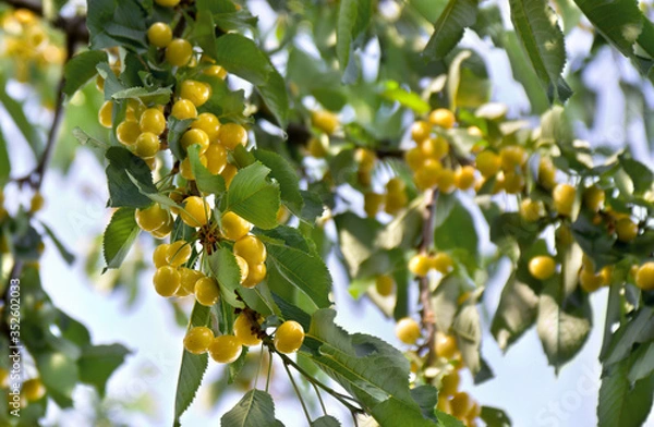 Fototapeta Yellow cherries on tree in garden on a summer day