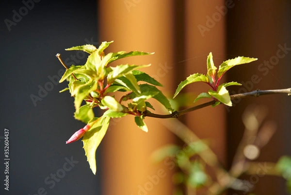 Obraz Flower in macro photo