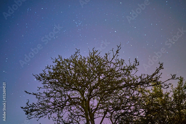 Obraz Star in the night