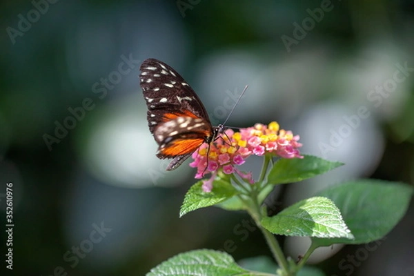 Fototapeta Crimson Patch Chlosyne janais  Schmetterling