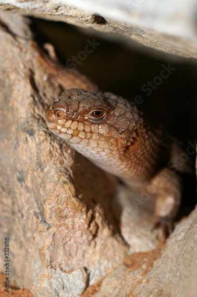 Obraz gidgee skink