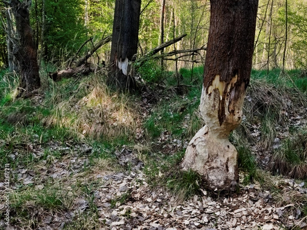 Fototapeta A tree eaten by a beaver.