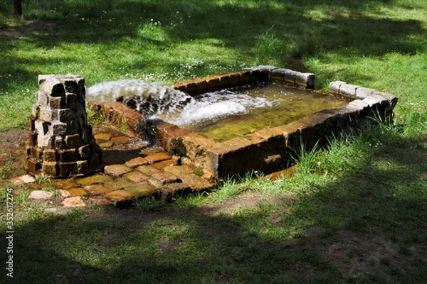 Fototapeta A gushing spring in the woods. Krywald in Poland.