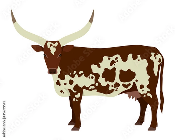 Obraz Watusi cattle Flat vector illustration Isolated object on white background