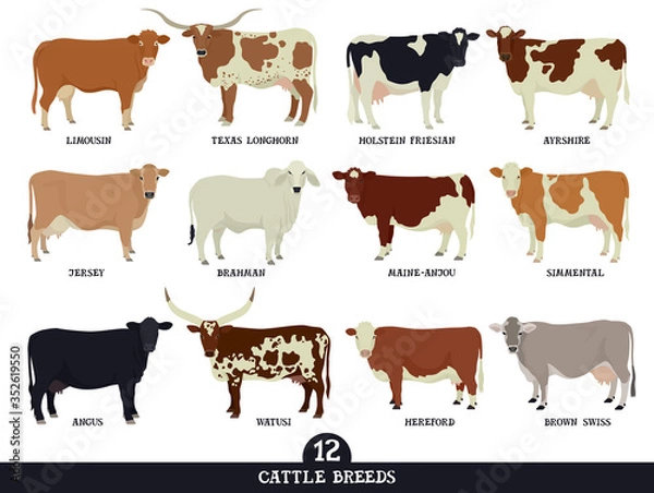 Fototapeta Set of twelve popular cattle breeds Flat vector illustrations Isolated objects Cattle breeding and stock raising Farming today