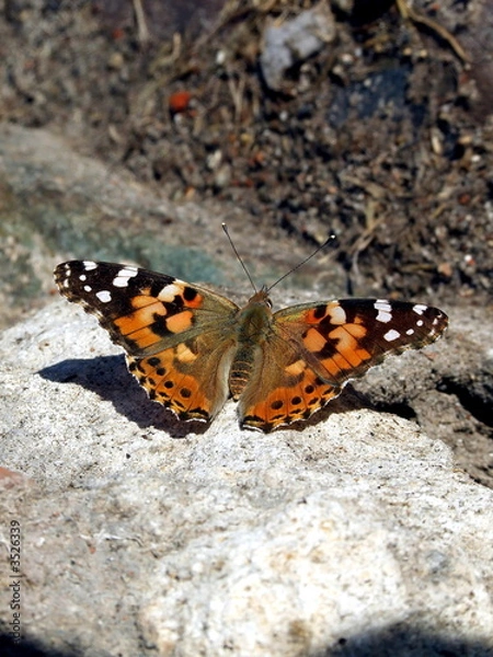 Obraz butterfly on the rock