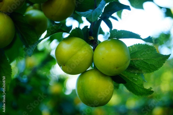 Fototapeta Plum branch with large green unripe fruits and green leaves in the garden on a summer day