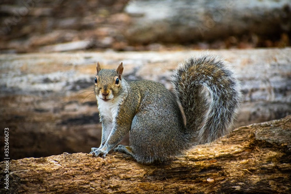 Obraz Squirrel in the forest. 