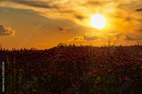 Obraz Pasture with flowering clover in the sunset