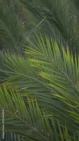 Fototapeta Palm From Palm Tree