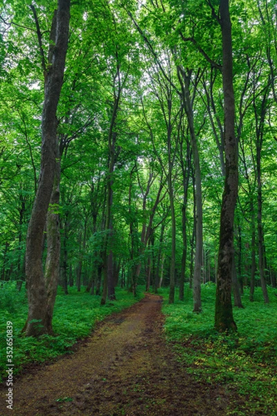 Fototapeta Green spring wet forest with paths and streams