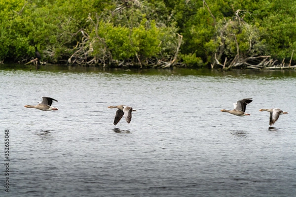Obraz geese flying low over water