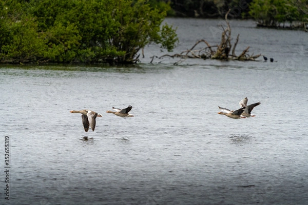 Obraz geese flying low over water