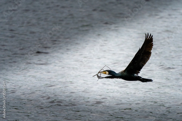 Obraz cormorant flying low over water 