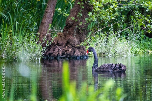 Obraz wild black swan in a small lake
