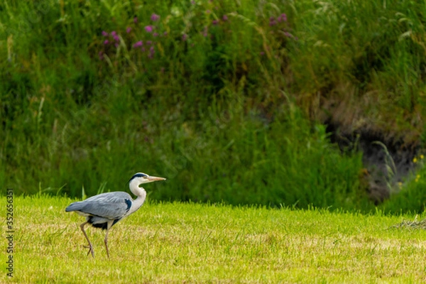 Fototapeta Heron walking in the green grass