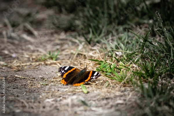 Obraz butterfly on the ground