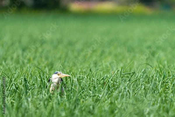Obraz Heron hidden in the green grass