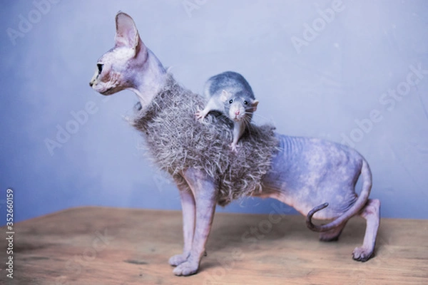 Obraz Cat and rat. Sphinx in clothes, bald cat in a warm sweater and rat dumbo. Hairless dressed cat, naked cat indoor and rat.