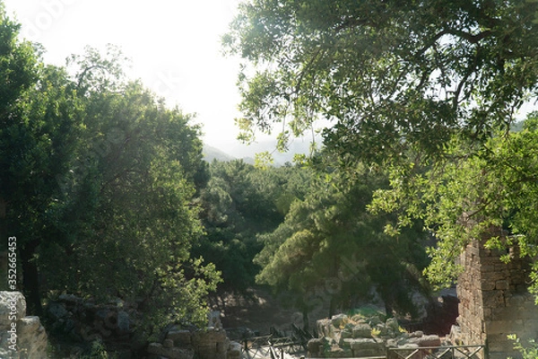 Obraz trees in the forest