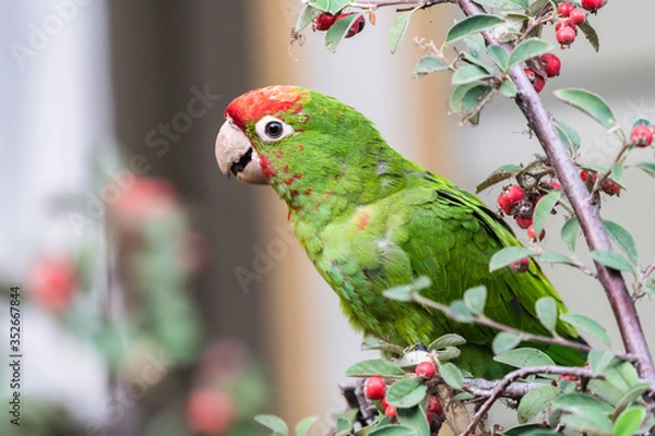 Obraz Cherry Headed Conure