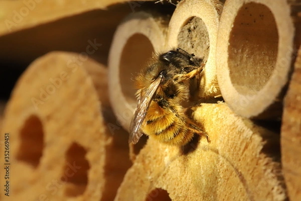 Obraz Mason bee 