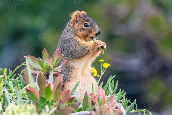 Obraz Squirrel Eating Succulents