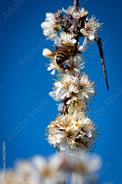 Obraz Abeille et fleur de cerisier
