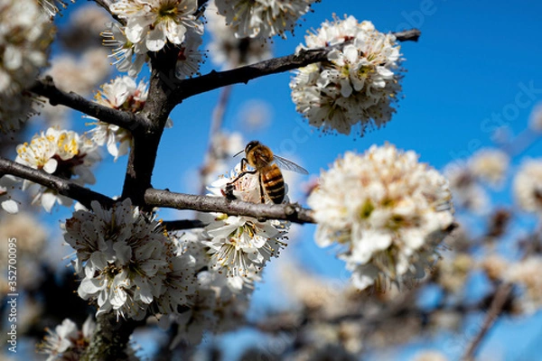 Obraz Abeille et fleur de cerisier
