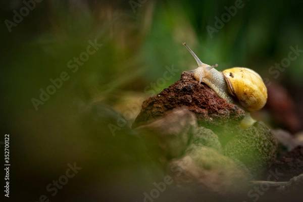 Obraz Escargot