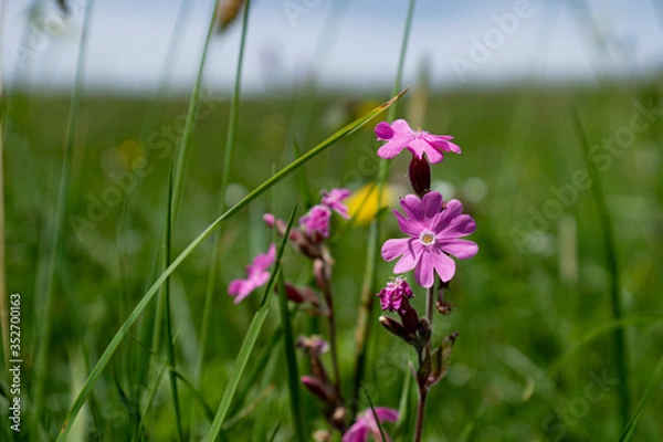 Obraz Silene dioica

