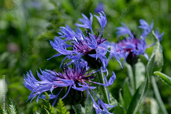 Obraz Centaurée des montagnes