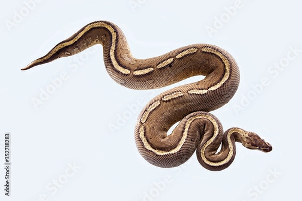Fototapeta african ball python or royal python or python regius snake isolated on a white background with clipping path