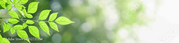 Fototapeta Closeup beautiful attractive nature view of green leaf on blurred greenery background in garden with copy space using as background natural green plants landscape, ecology, fresh cover concept.