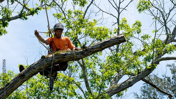Obraz Worker in orange shirt in tree cutting off dead branches