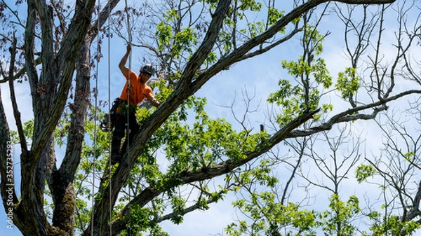 Obraz Worker in orange shirt in tree cutting off dead branches
