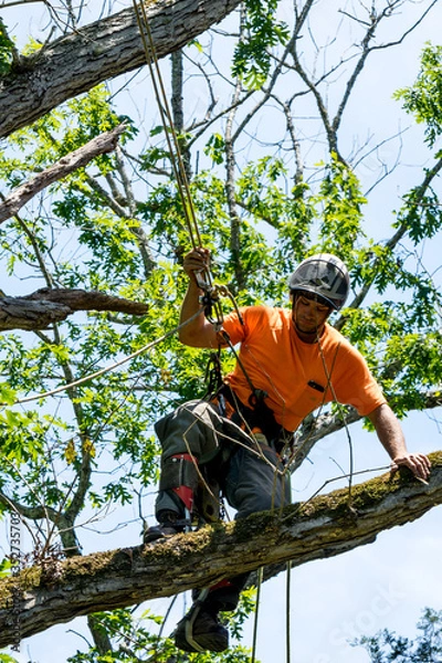 Obraz Worker in orange shirt in tree cutting off dead branches